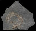 Psiloceras Ammonite - Great Britain #1090-1